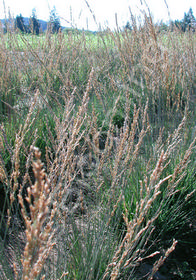 molinia caerulea moorflamme