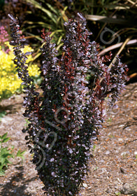 Berberis thunbergii 'Helmond Pillar' - Columnar Barberry - Zn4 Wine ...